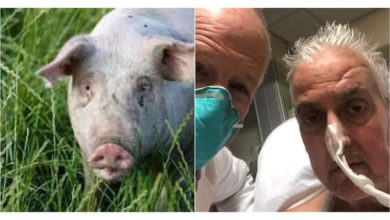 US Man Dies Two Months After Getting The First Pig Heart Transplant