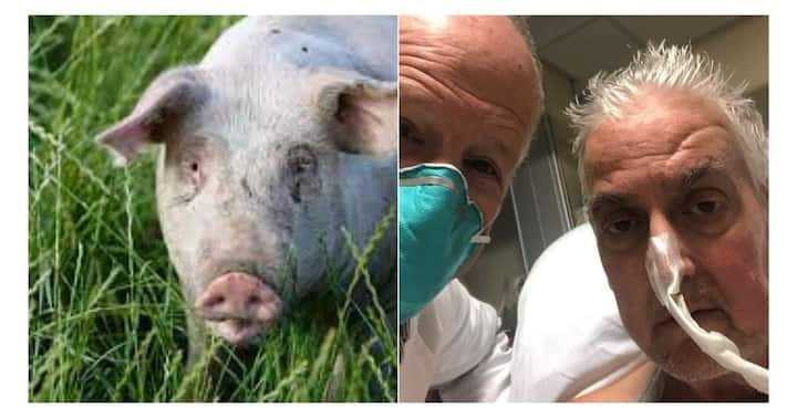 US Man Dies Two Months After Getting The First Pig Heart Transplant